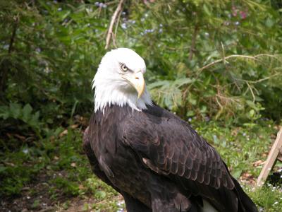 Der Nationalpark Berchtesgaden